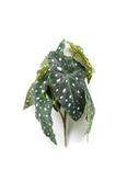 Artificial Begonia maculata bush green 30cm image