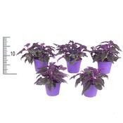 Gynura aurantiaca 'Purple Passion' 7cm Pot image