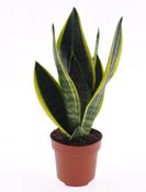 Sansevieria trifasciata 'Futura Superba' in 12cm Pot image