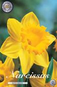 Narcissus 'Dutch Master' Daffodil Bulbs 5 Pack image