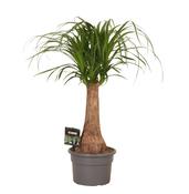 Beaucarnea recurvata (Ponytail Palm) 19cm Pot, Height 50cm (Single Stem) image
