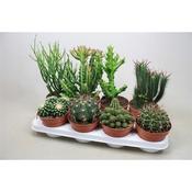 Cactus Mix in 13cm Pot image