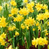 Narcissus 'Tete-A-Tete' Daffodil Bulbs 10 Pack image