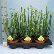 Euphorbia phosphorea 15cm Pot image