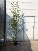 Semiarundinaria fastuosa 'Viridis' (Temple Bamboo) 10L Pot image