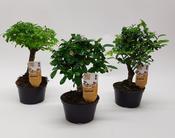 Bonsai Mix in 10.5cm Growers Pot image