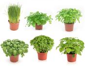 Herb Mix in 12cm / 14cm Pot