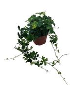 Parthenocissus inserta 13cm Pot image