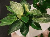 Philodendron 'Birkin' 14cm Pot image