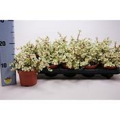 Portulacaria / Crassula afra 'Variegata' (Variegated Elephant Bush) in 10.5cm Pot image