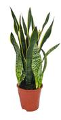 Sansevieria trifasciata 'Laurentii' (Mother in Law's Tongue, Snake Plant) in 19cm Pot, Height 70cm image