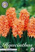 Hyacinthus 'Gipsy Queen' (Hyacinth) Bulbs 5 Pack image