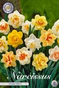 Narcissus 'Double Mix' Daffodil Bulbs 5 Pack