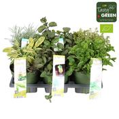 Aromatic Herb Mix in 14cm Pot image