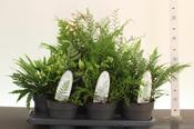 Fern Hardy Mix in 1.5 Litre Pot image