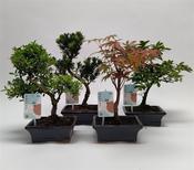 Bonsai Outdoor Mix in 15cm Ceramic Pot, Height 30-40cm image