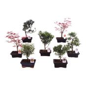 Bonsai Outdoor Mix in 15cm Ceramic Pot image