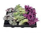 Tradescantia Mix in 6cm Pot
