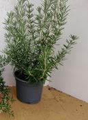 Rosmarinus officinalis (Rosemary) in 14cm Pot image