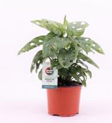 Monstera deliciosa (Swiss Cheese Plant) in 19cm Pot, Height 70cm image