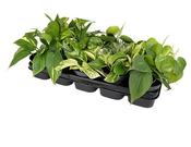 Epipremnum (Scindapsus) Mix in 12cm Pot image