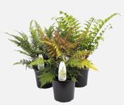 Fern Hardy Mix in 5L Pot image