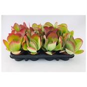 Kalanchoe thyrsiflora (Paddle Plant) in 8.5cm Pot image