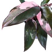 Philodendron 'Pink Princess' in 11cm/12cm Pot image