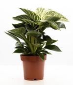 Philodendron 'White Wave' 12cm Pot image
