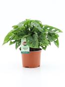 Monstera adansonii (Monkey Mask) in 12cm Pot image
