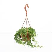 Senecio rowleyanus (String of Pearls) in 12cm Hanging Pot