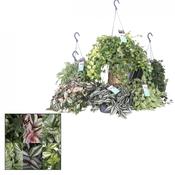 Tradescantia Mix in 17cm Hanging Pot image