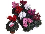 Cyclamen persicum 'Super Serie Merengue Mix' 10.5cm Pot image