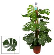 Monstera deliciosa (Swiss Cheese Plant) in 24cm Pot With Moss Pole, Height 120cm image
