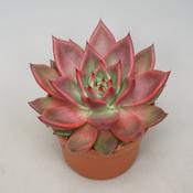 Echeveria agavoides 'Antaris' 10.5cm Pot image