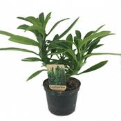 Euphorbia neriifolia (Indian Spurge Tree) 12cm Pot image