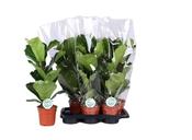 Ficus lyrata (Fiddle Leaf Fig) in 17cm Pot image