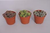 Lithops Mix 8.5cm Pot image
