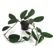 Monstera karstenianum 'Peru' in 12cm Pot image