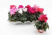 Cyclamen persicum 'Super Serie Merengue Mix' 10.5cm Pot image