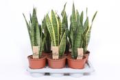 Sansevieria trifasciata (Mother in Law's Tongue, Snake Plant) Mix in 17cm Pot, Height 65cm image