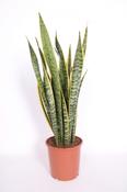 Sansevieria trifasciata 'Laurentii' (Mother in Law's Tongue, Snake Plant) in 17cm Pot image