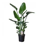 Strelitzia nicolai (Giant Bird of Paradise) in 24cm Pot, Height 140cm image