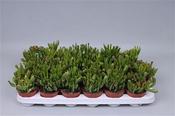 Crassula ovata 'Hobbit' 8.5cm Pot image