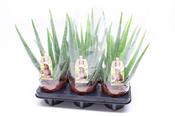 Aloe Vera Plant In 12cm-14cm Growers Pot image