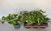 Epipremnum pinnatum (Scindapsus) ‘Global Green' in 12cm Pot image