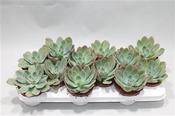 Echeveria 'Luella' 10.5cm Pot image