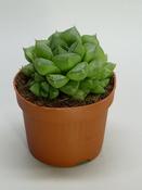 Haworthia cymbiformis 10.5cm Pot image