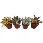 Kalanchoe tomentosa Mix in 8.5cm Pot image