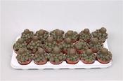 Rebutia heliosa var. condorensis 8.5cm Pot image